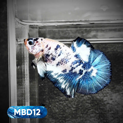 Blue Marble Dot Plakat Male Betta Fish | You Pick Fish