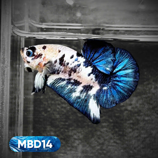 Blue Marble Dot Plakat Male Betta Fish | You Pick Fish