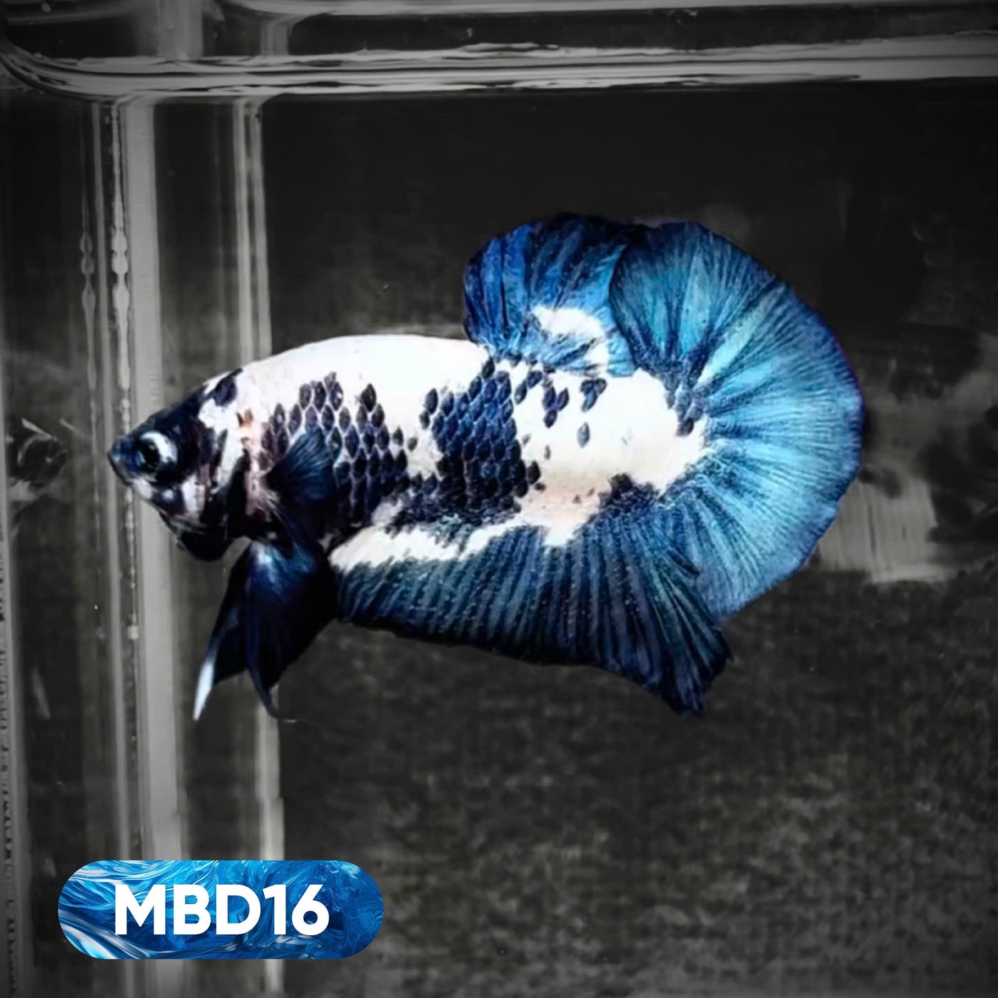 Blue Marble Dot Plakat Male Betta Fish | You Pick Fish
