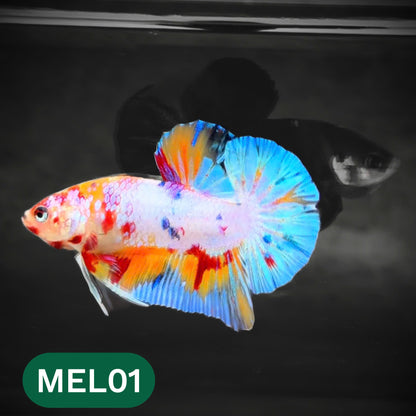 Metallic Plakat Betta Fish | You Pick Betta | Show Grade