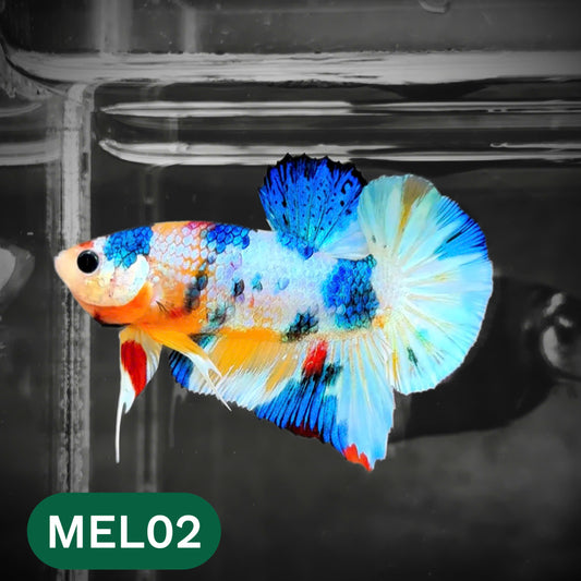 Metallic Plakat Betta Fish | You Pick Betta | Show Grade