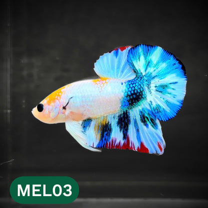 Metallic Plakat Betta Fish | You Pick Betta | Show Grade