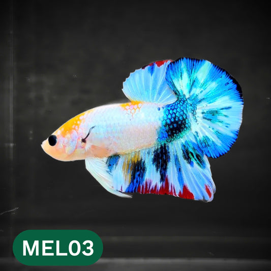 Metallic Plakat Betta Fish | You Pick Betta | Show Grade