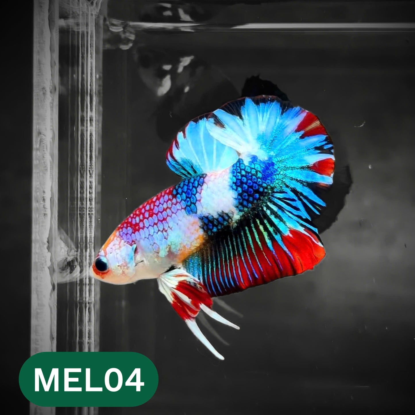 Metallic Plakat Betta Fish | You Pick Betta | Show Grade