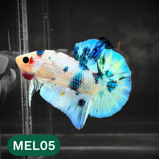 Metallic Plakat Betta Fish | You Pick Betta | Show Grade