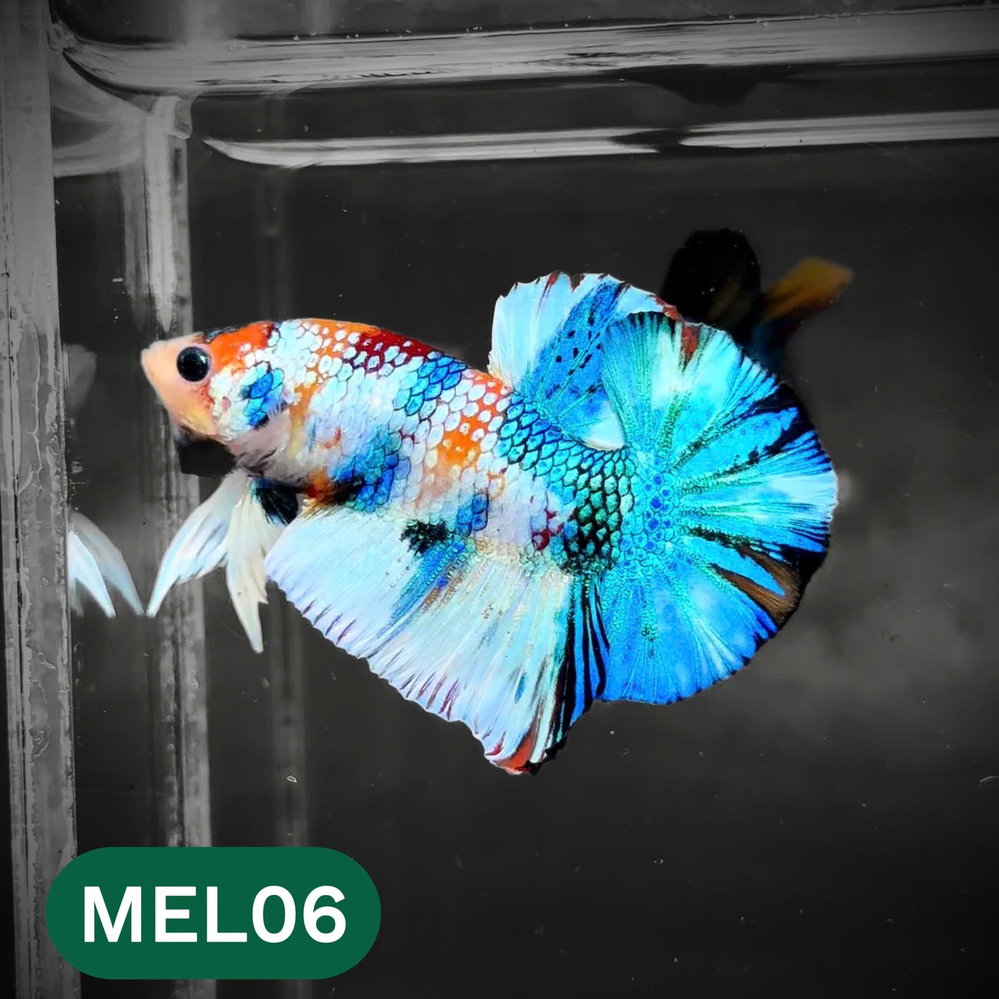 Metallic Plakat Betta Fish | You Pick Betta | Show Grade