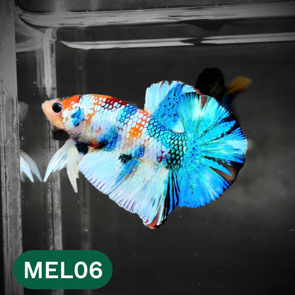 Metallic Plakat Betta Fish | You Pick Betta | Show Grade
