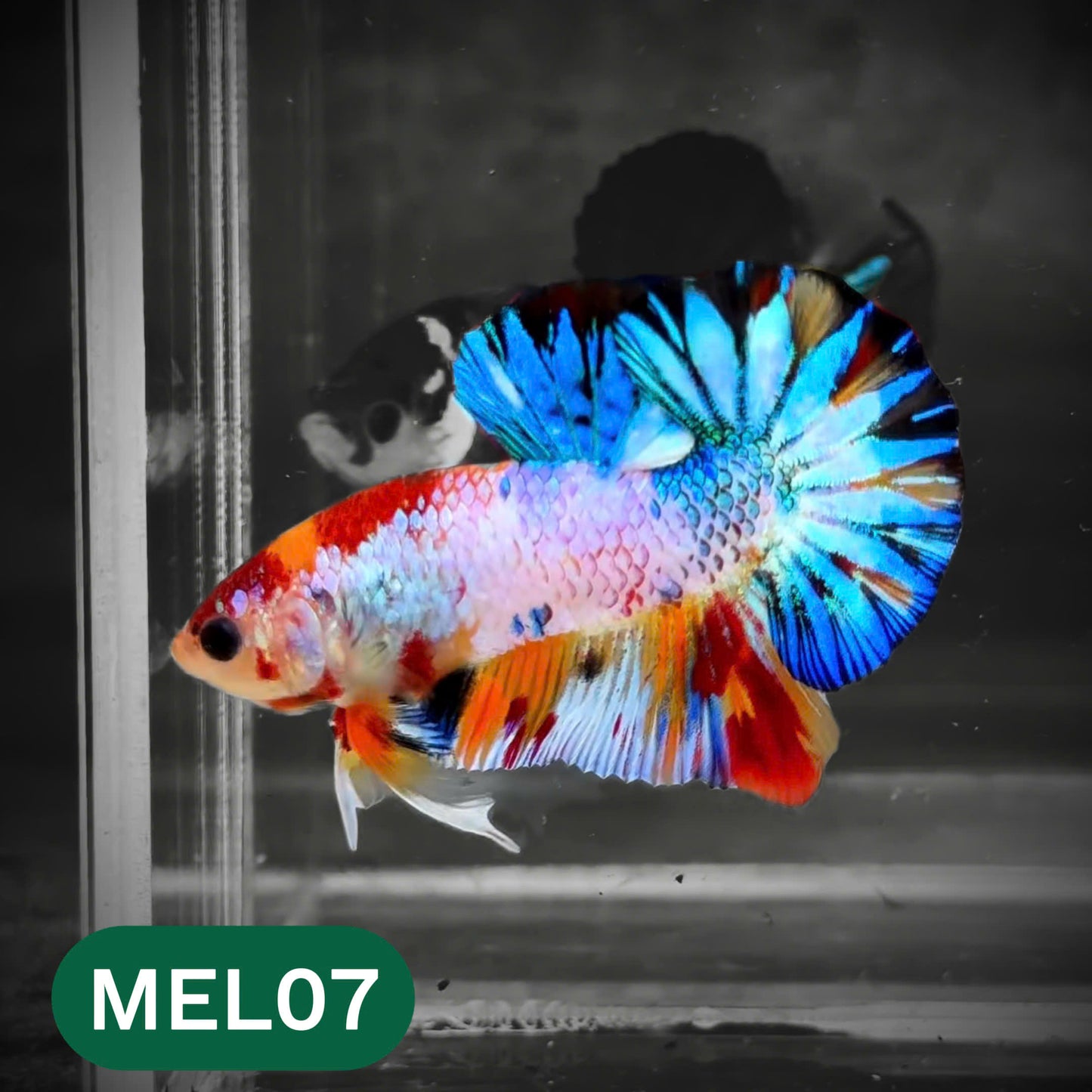 Metallic Plakat Betta Fish | You Pick Betta | Show Grade
