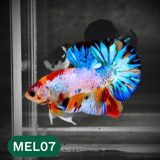 Metallic Plakat Betta Fish | You Pick Betta | Show Grade