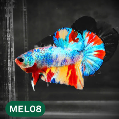 Metallic Plakat Betta Fish | You Pick Betta | Show Grade