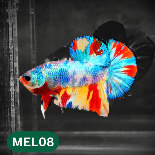 Metallic Plakat Betta Fish | You Pick Betta | Show Grade