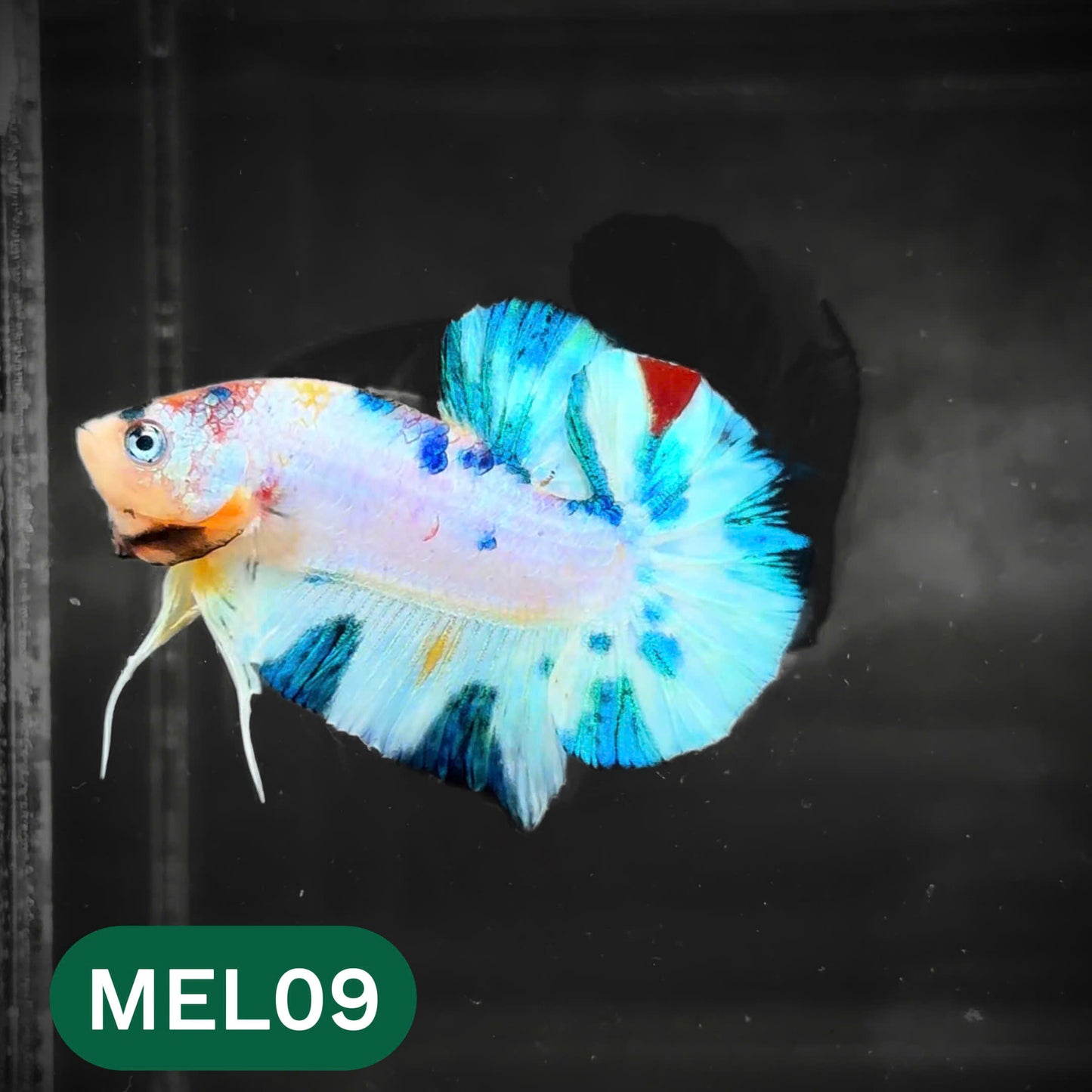 Metallic Plakat Betta Fish | You Pick Betta | Show Grade