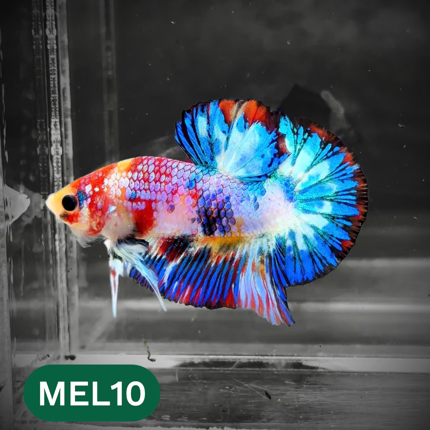 Metallic Plakat Betta Fish | You Pick Betta | Show Grade