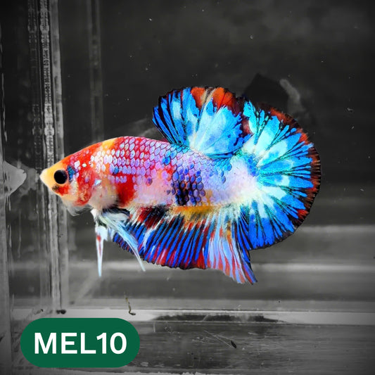 Metallic Plakat Betta Fish | You Pick Betta | Show Grade