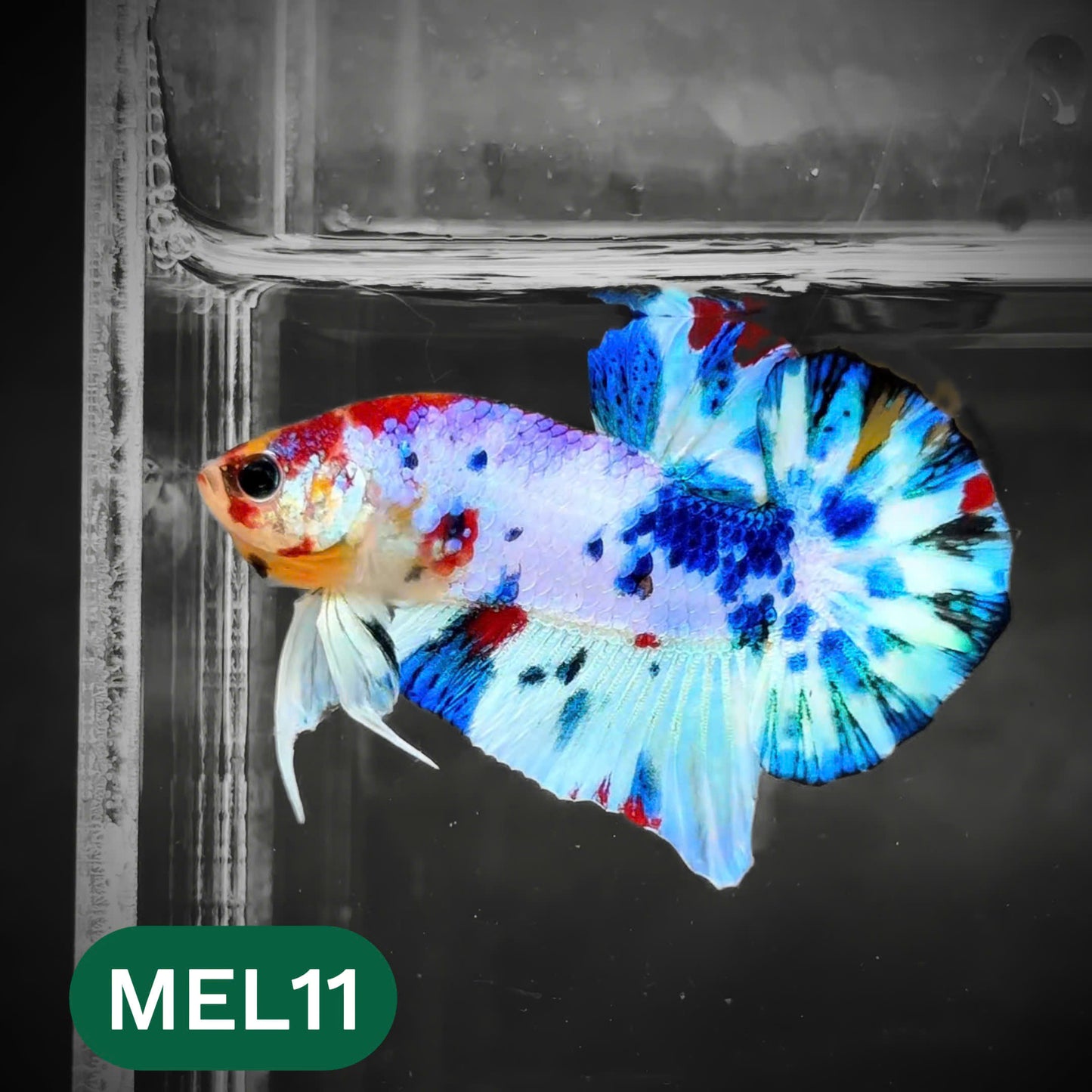 Metallic Plakat Betta Fish | You Pick Betta | Show Grade