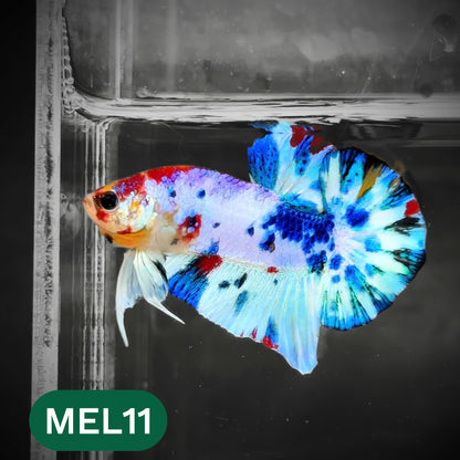 Metallic Plakat Betta Fish | You Pick Betta | Show Grade
