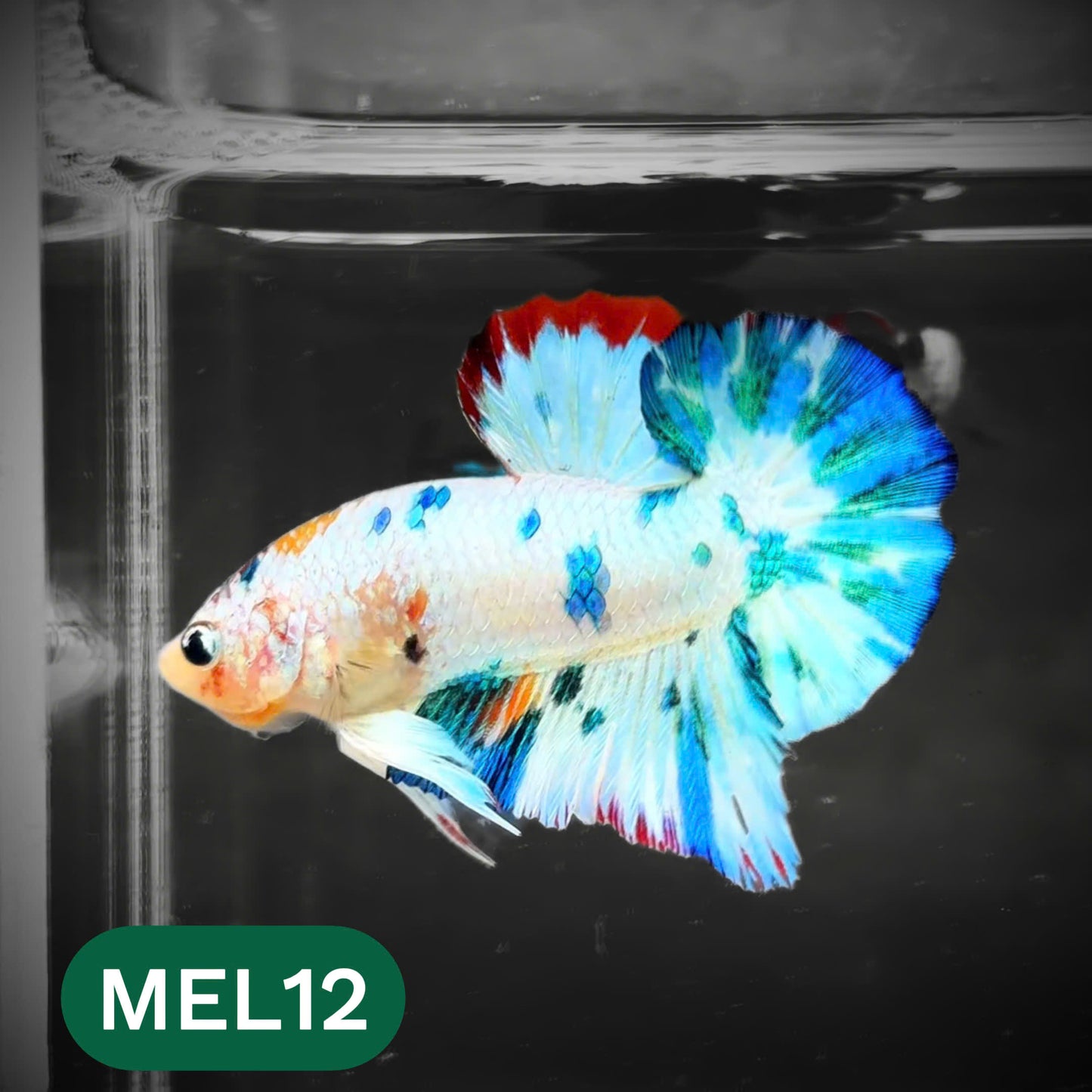 Metallic Plakat Betta Fish | You Pick Betta | Show Grade