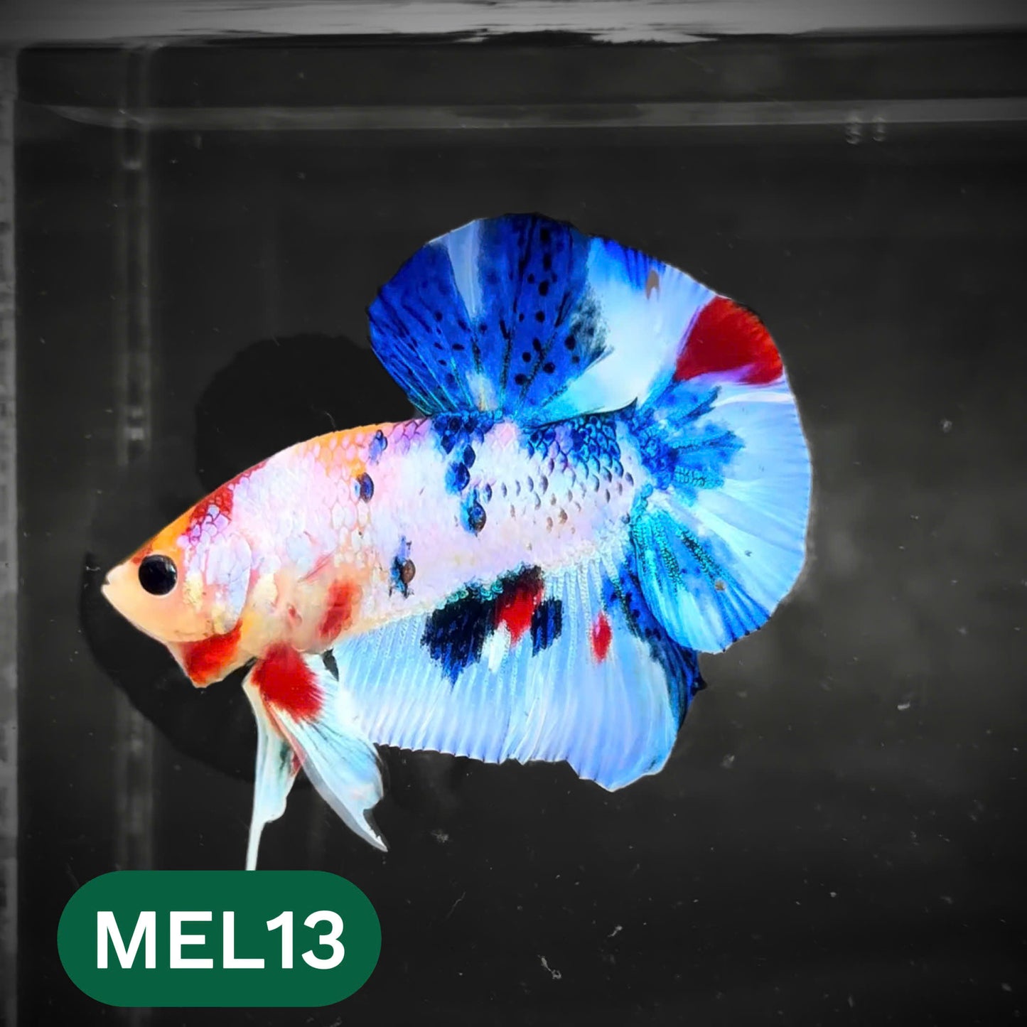 Metallic Plakat Betta Fish | You Pick Betta | Show Grade