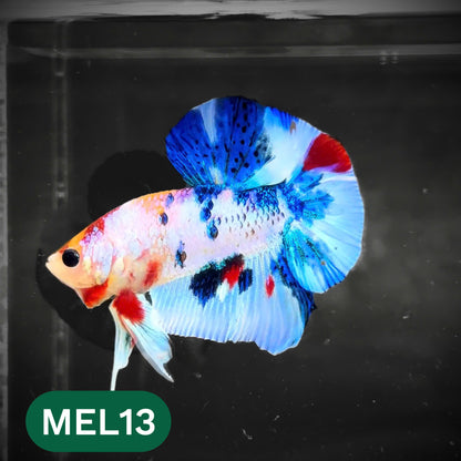 Metallic Plakat Betta Fish | You Pick Betta | Show Grade