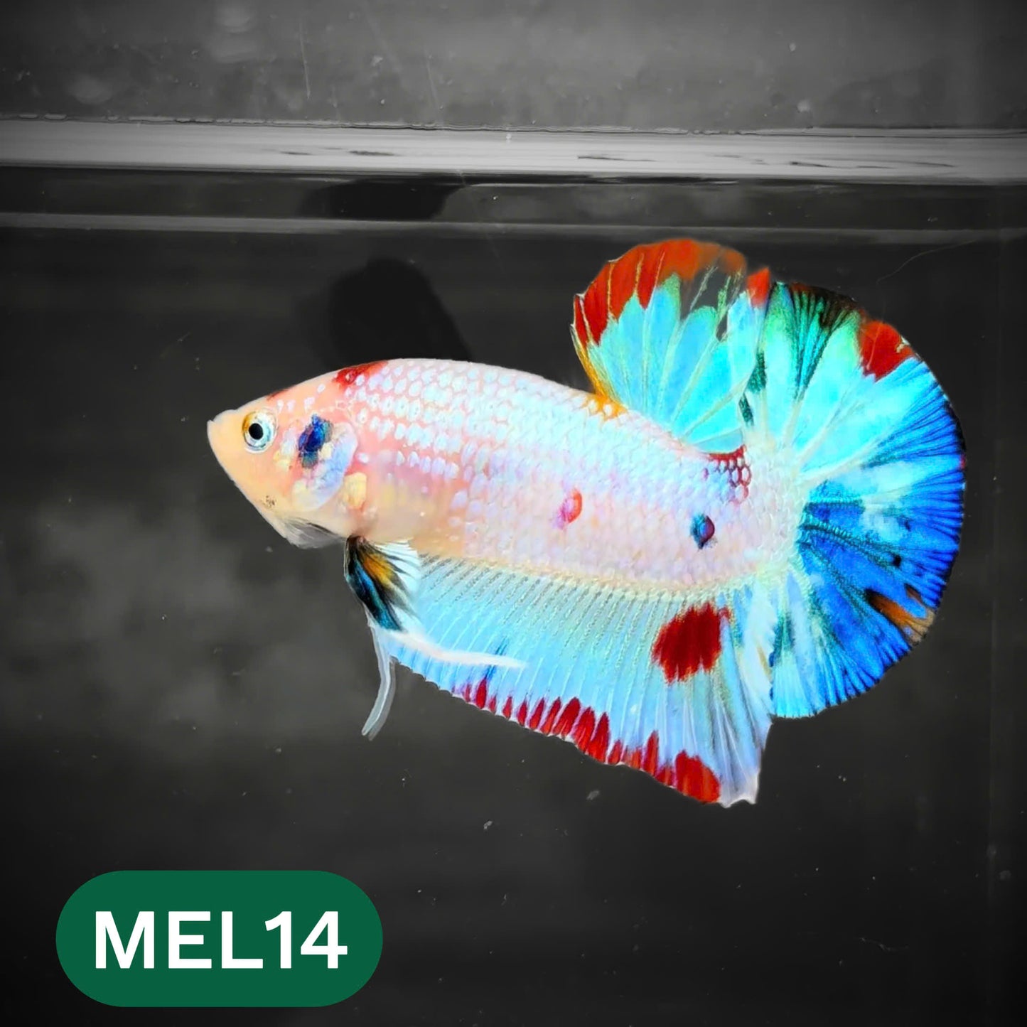 Metallic Plakat Betta Fish | You Pick Betta | Show Grade