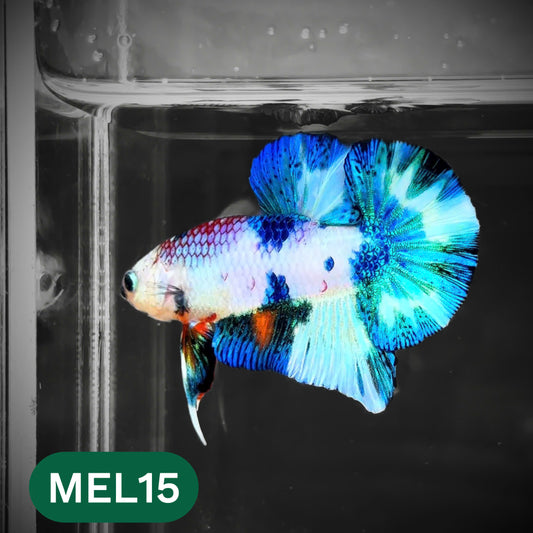 Metallic Plakat Betta Fish | You Pick Betta | Show Grade