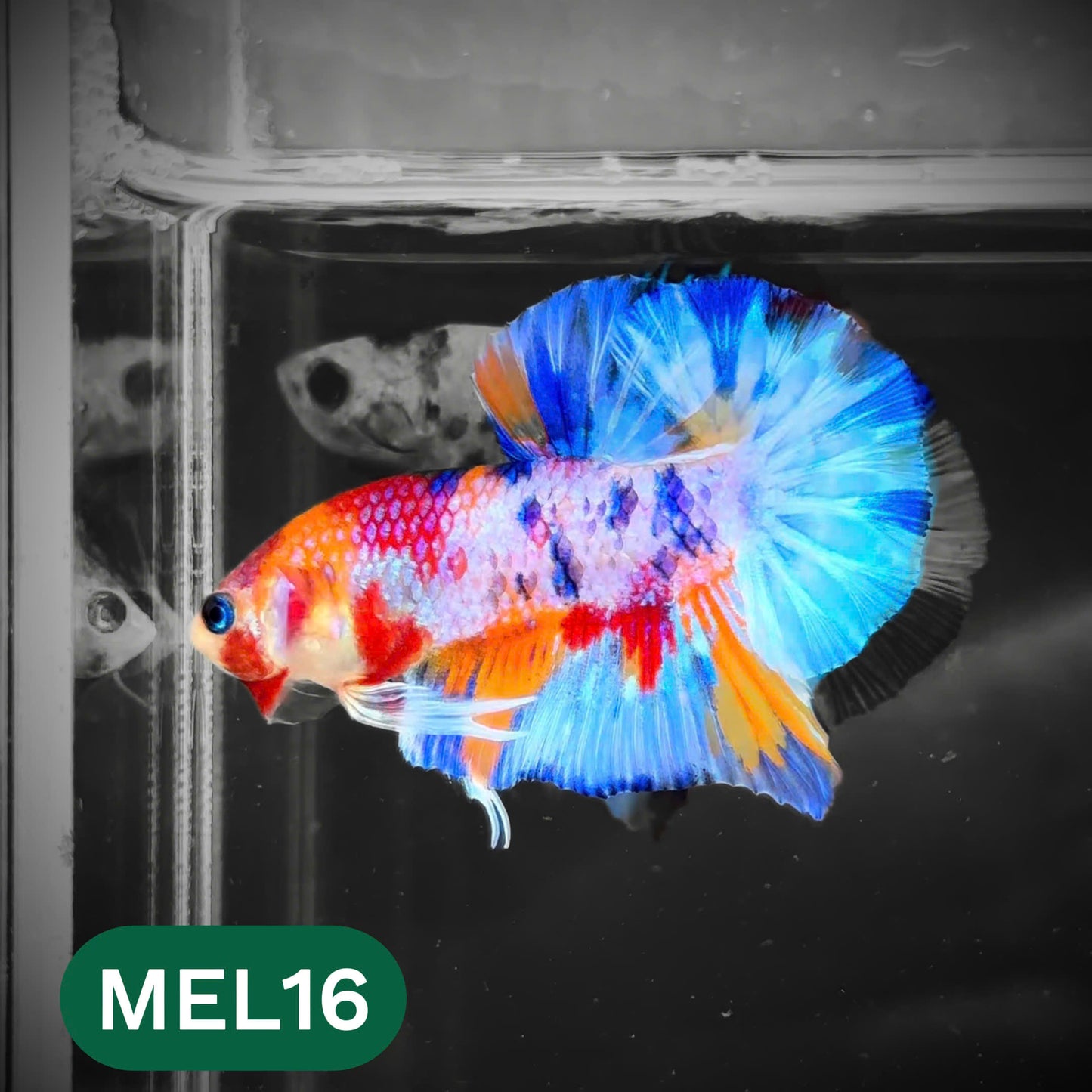 Metallic Plakat Betta Fish | You Pick Betta | Show Grade
