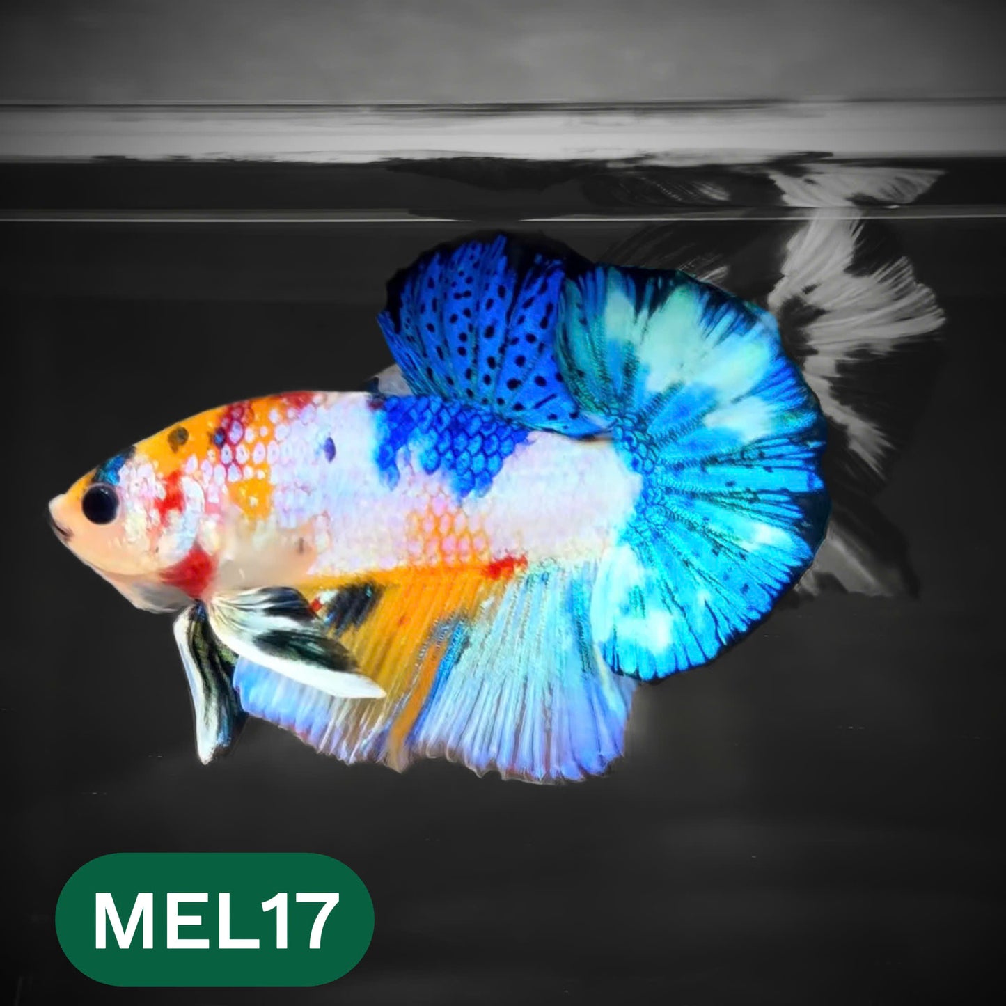 Metallic Plakat Betta Fish | You Pick Betta | Show Grade