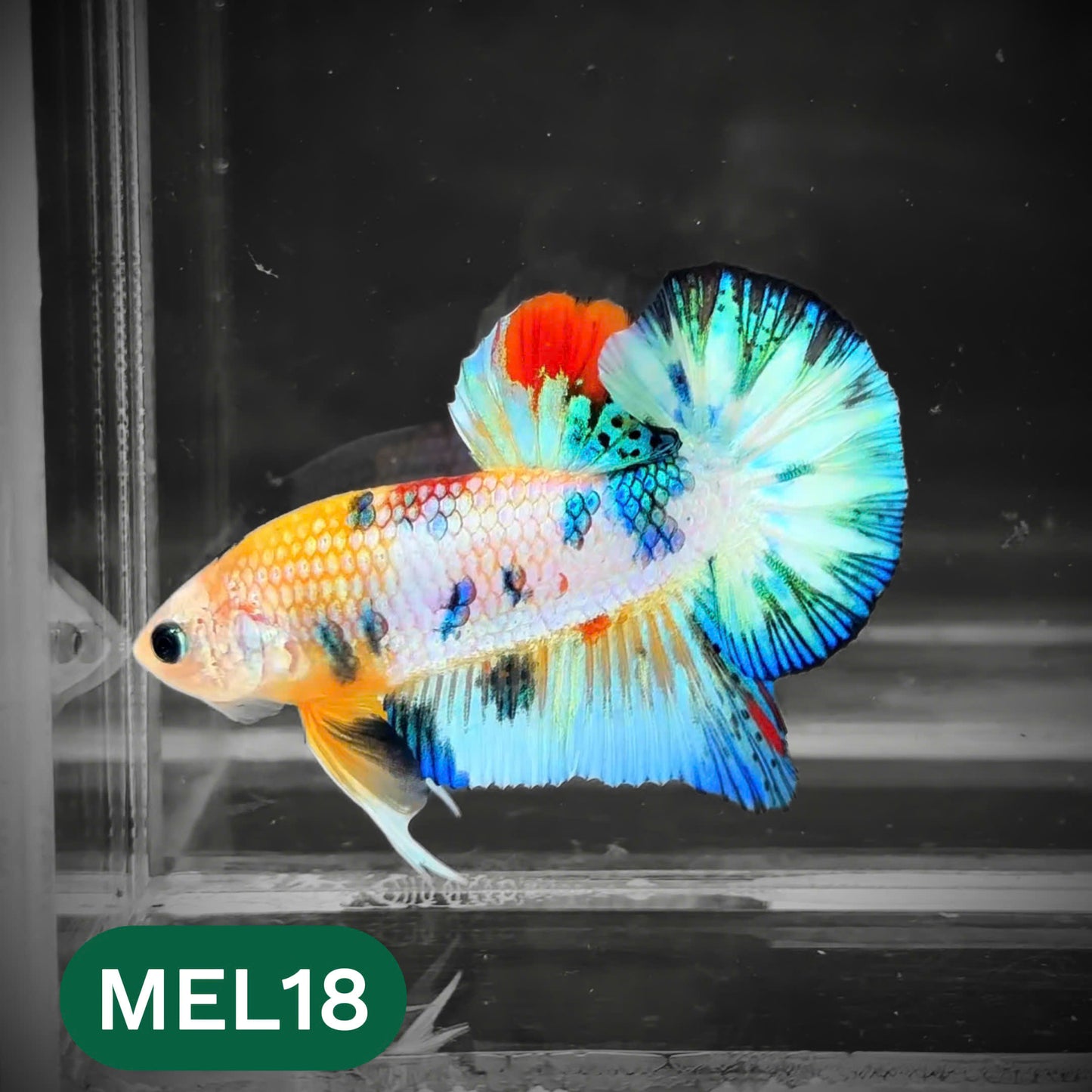 Metallic Plakat Betta Fish | You Pick Betta | Show Grade