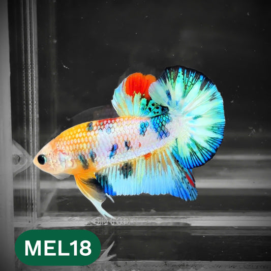Metallic Plakat Betta Fish | You Pick Betta | Show Grade