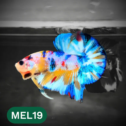 Metallic Plakat Betta Fish | You Pick Betta | Show Grade