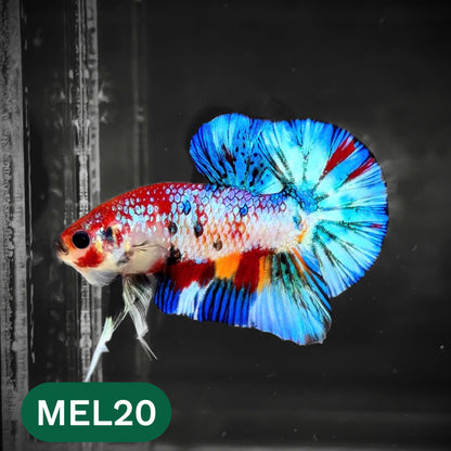 Metallic Plakat Betta Fish | You Pick Betta | Show Grade