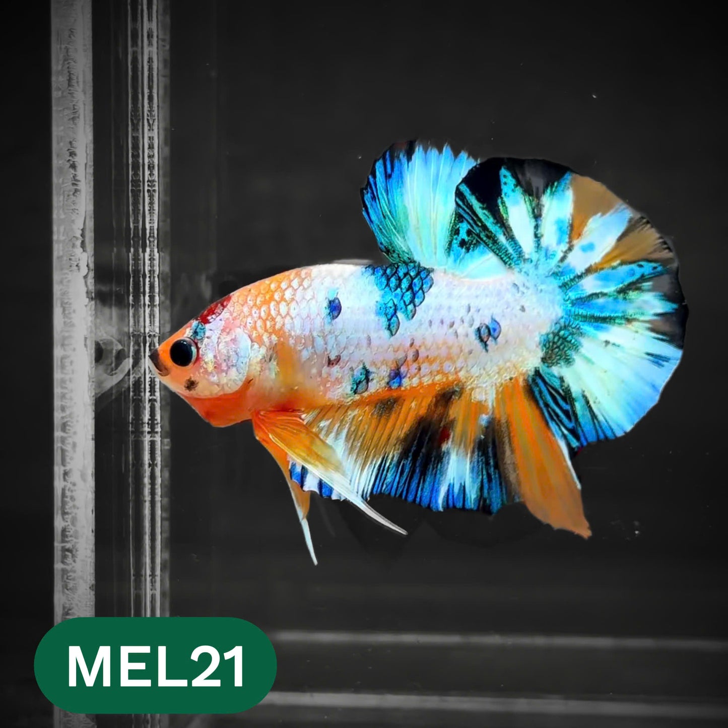 Metallic Plakat Betta Fish | You Pick Betta | Show Grade