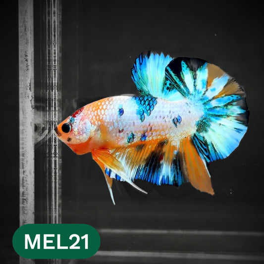 Metallic Plakat Betta Fish | You Pick Betta | Show Grade
