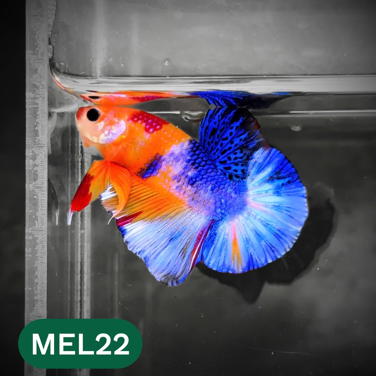 Metallic Plakat Betta Fish | You Pick Betta | Show Grade