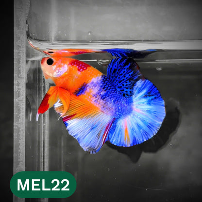 Metallic Plakat Betta Fish | You Pick Betta | Show Grade