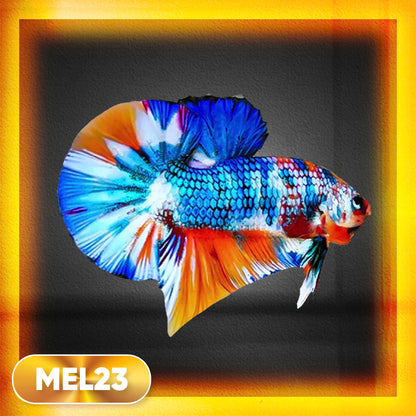Metallic Plakat Betta Fish | You Pick Betta | Exotic Fish