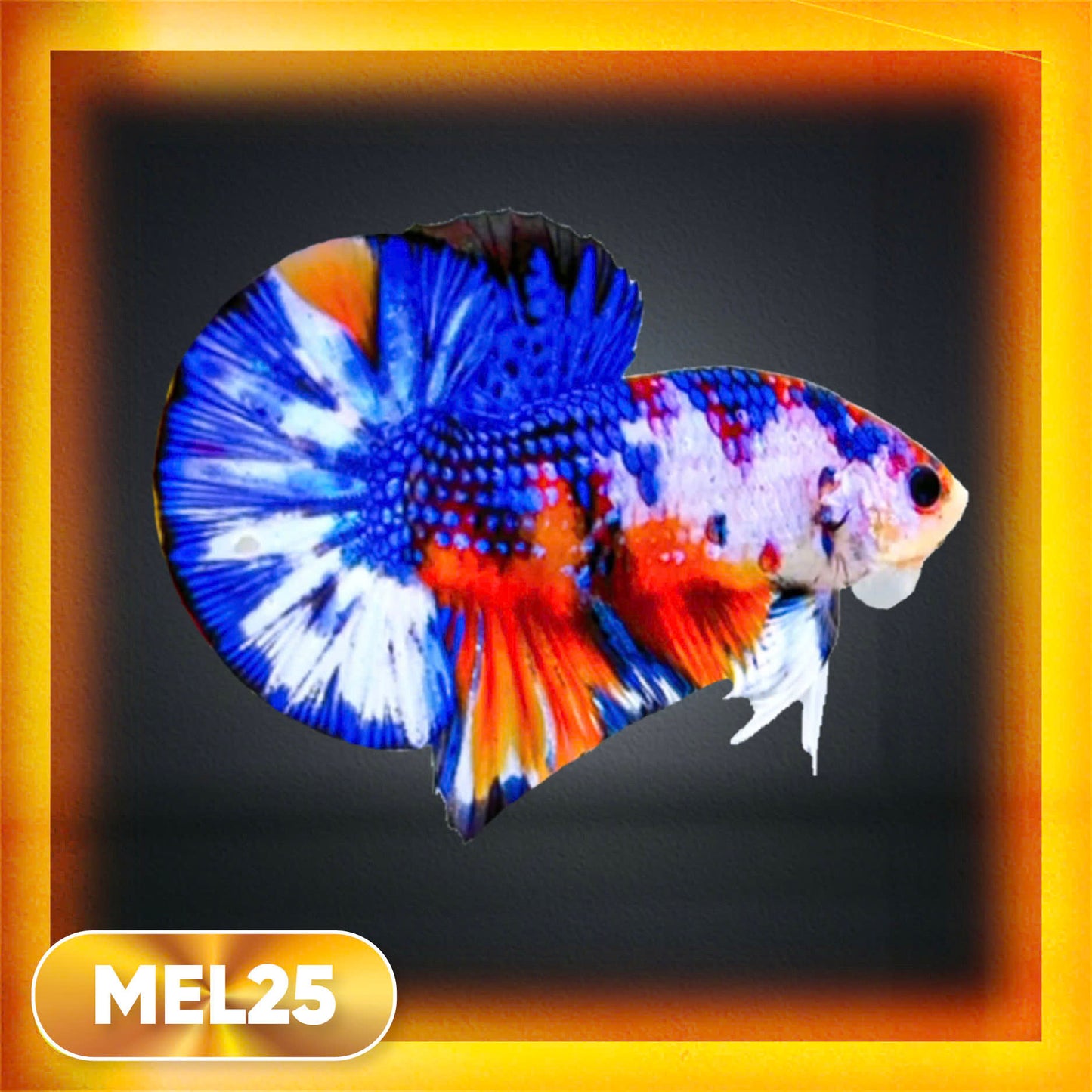 Metallic Plakat Betta Fish | You Pick Betta | Exotic Fish