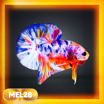 Metallic Plakat Betta Fish | You Pick Betta | Exotic Fish