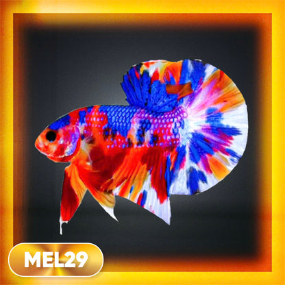 Metallic Plakat Betta Fish | You Pick Betta | Exotic Fish