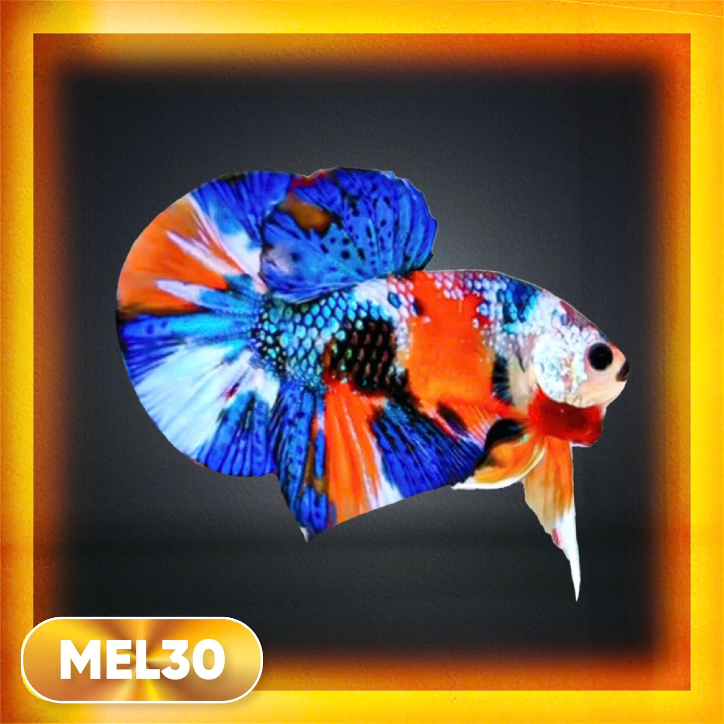 Metallic Plakat Betta Fish | You Pick Betta | Exotic Fish