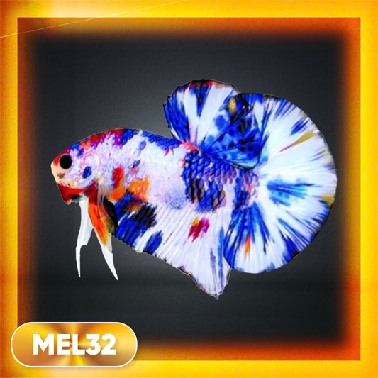 Metallic Plakat Betta Fish | You Pick Betta | Exotic Fish