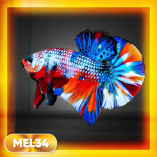 Metallic Plakat Betta Fish | You Pick Betta | Exotic Fish