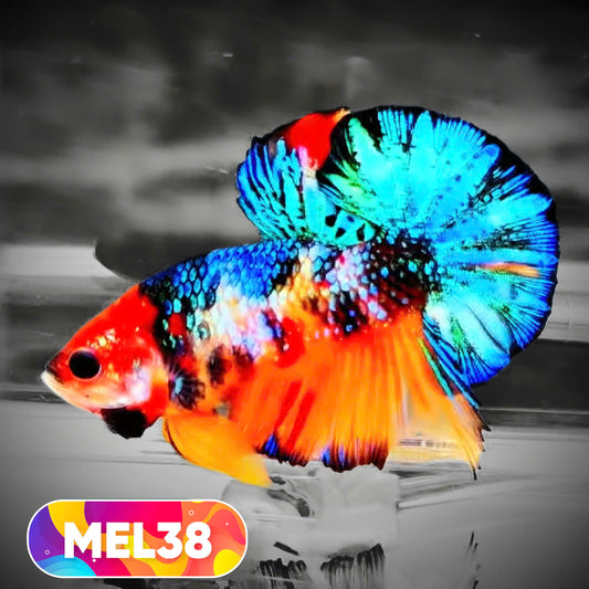 Metallic Plakat Betta Fish | You Pick Betta | Exotic Fish