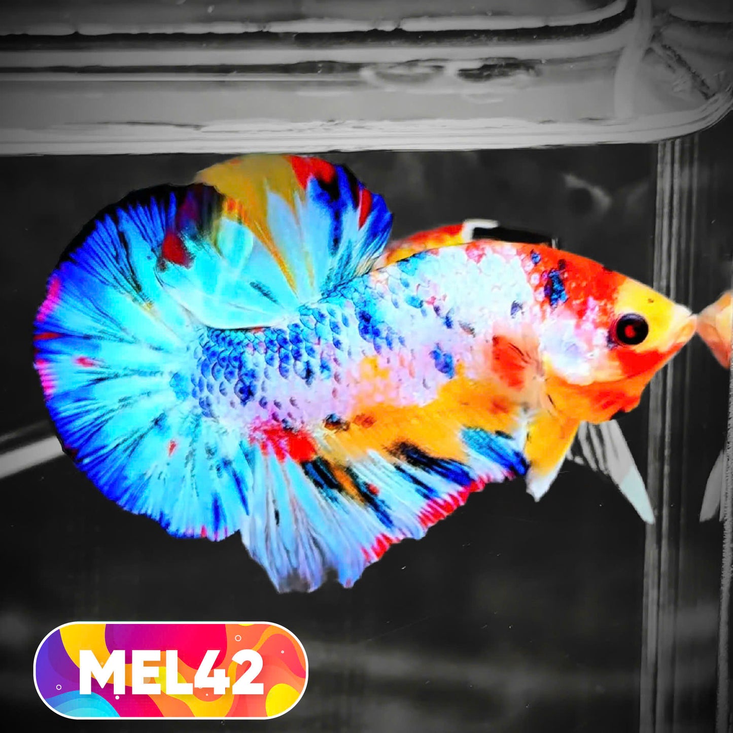 Metallic Plakat Betta Fish | You Pick Betta | Exotic Fish