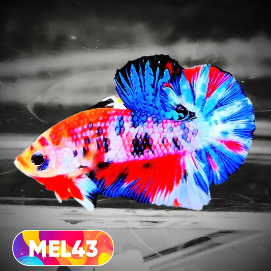 Metallic Plakat Betta Fish | You Pick Betta | Exotic Fish