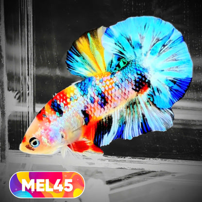 Metallic Plakat Betta Fish | You Pick Betta | Exotic Fish