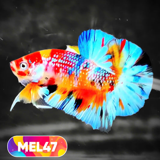Metallic Plakat Betta Fish | You Pick Betta | Exotic Fish