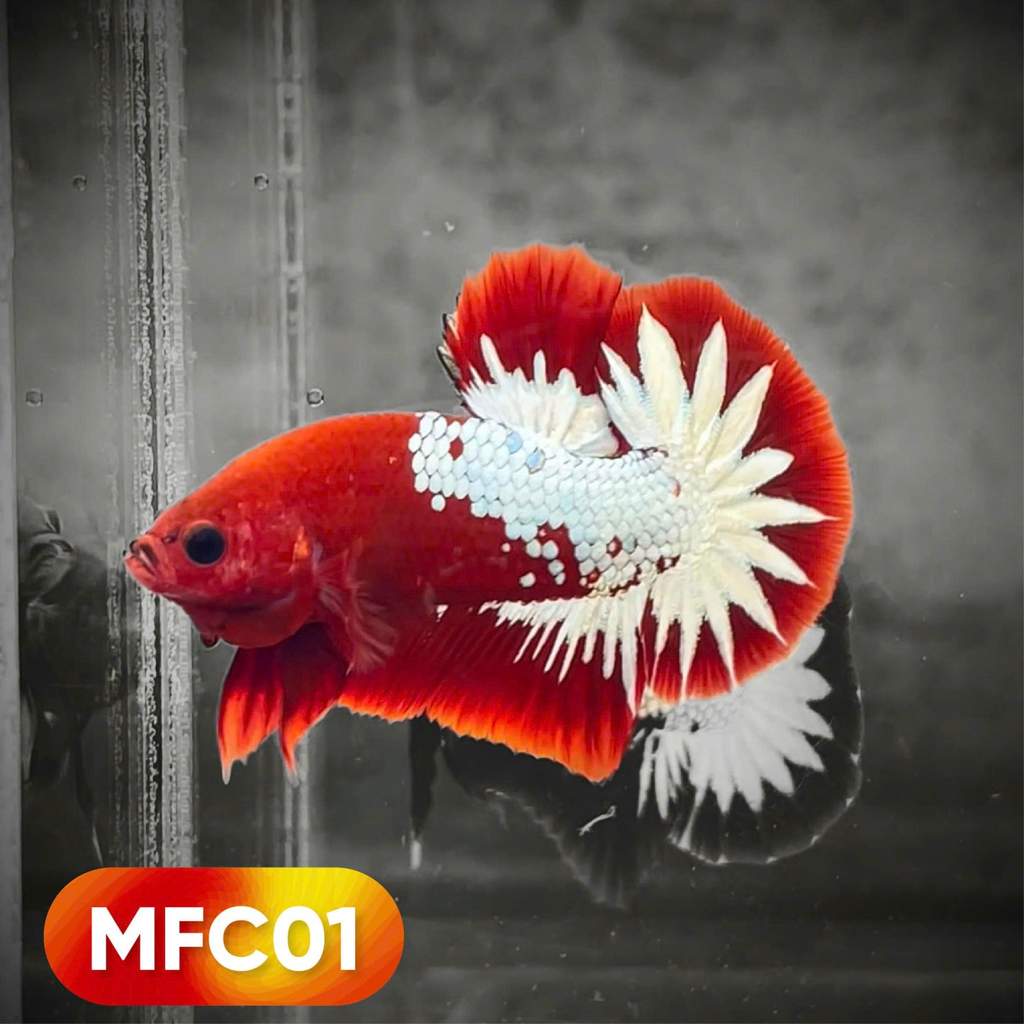 Hellboy Plakat Male Betta Fish | Order Directly From Farm | You Pick Fish