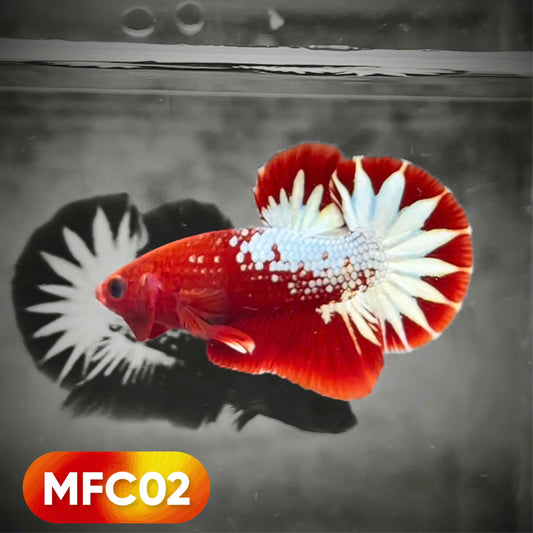 Hellboy Plakat Male Betta Fish | Order Directly From Farm | You Pick Fish
