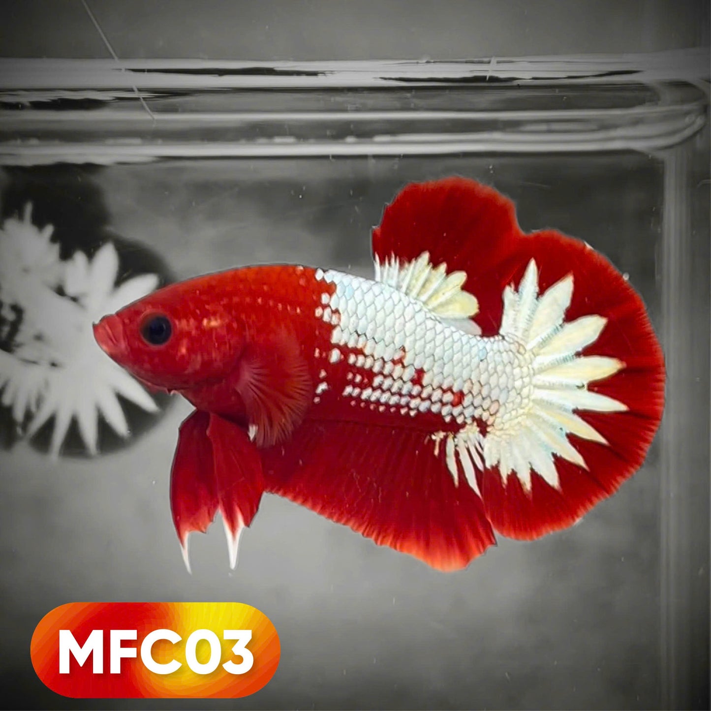 Hellboy Plakat Male Betta Fish | Order Directly From Farm | You Pick Fish